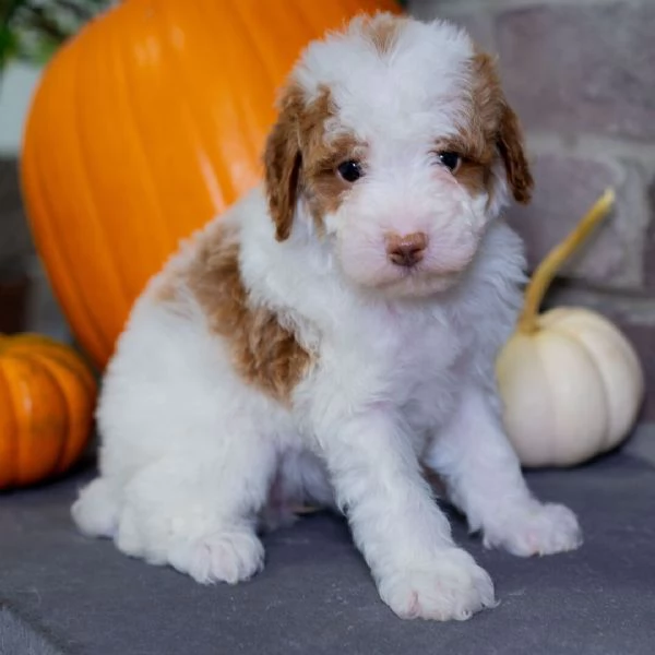 Barboncino mini toy e nana  (cuccioli maschio e femmina)