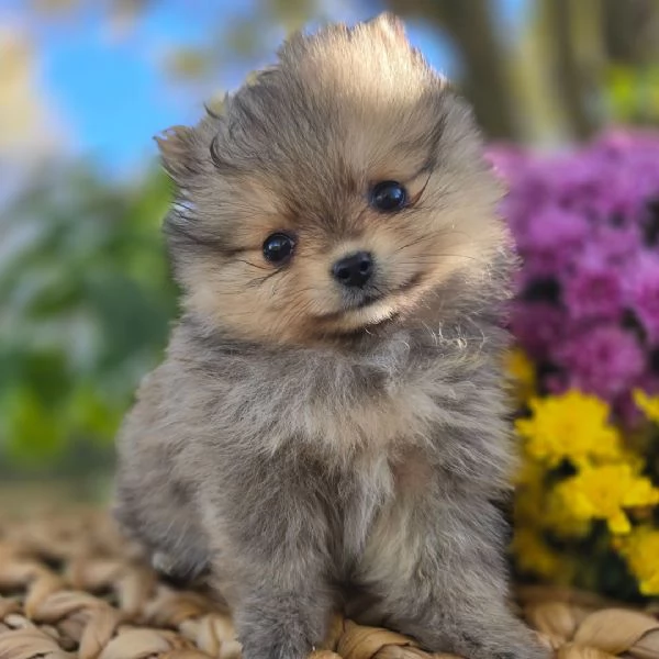 Pomeranian spitz e Pomeranian valpino (cuccioli maschio e femmina) | Foto 0