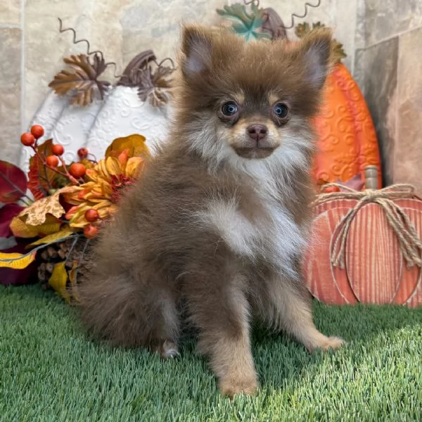 Pomeranian spitz e Pomeranian valpino (cuccioli maschio e femmina)