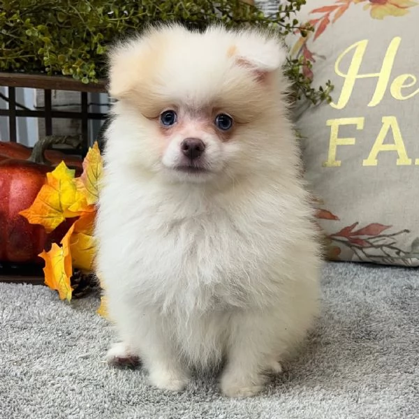  Pomeranian mini e valpino Pomeranian (cuccioli maschio e femmina) | Foto 0