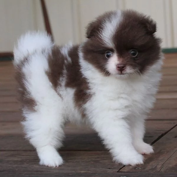  Pomeranian mini e valpino Pomeranian (cuccioli maschio e femmina)