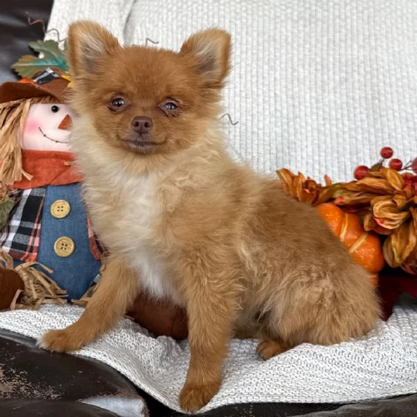 3. Pomeranian Toy (cuccioli maschio e femmina) | Foto 0