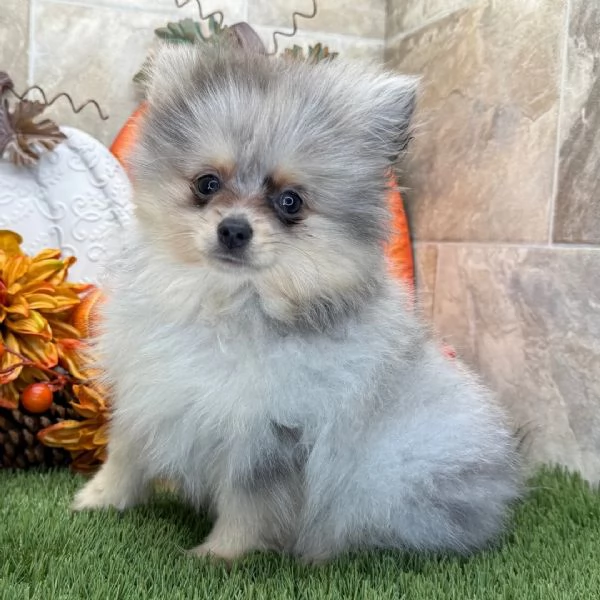3. Pomeranian Toy (cuccioli maschio e femmina)