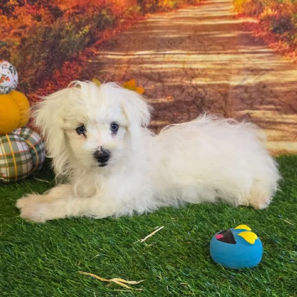 Maltese toy mini  (cuccioli maschio e femmina)