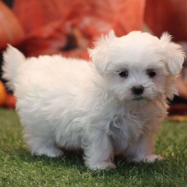 Maltese toy mini  (cuccioli maschio e femmina) | Foto 0