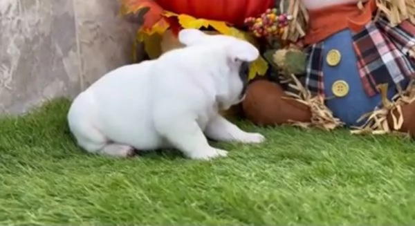 5.Bouledogue Francese(cuccioli maschio e femmina) | Foto 0