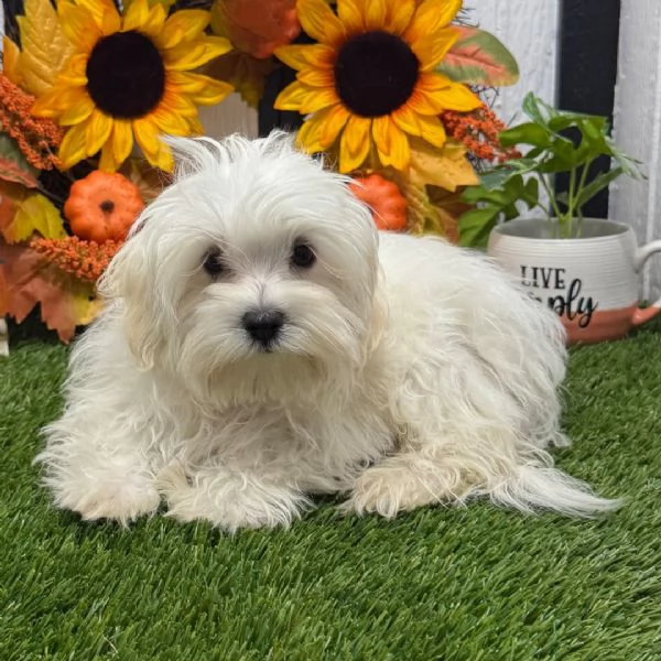 Maltese media (cuccioli maschio e femmina) | Foto 0