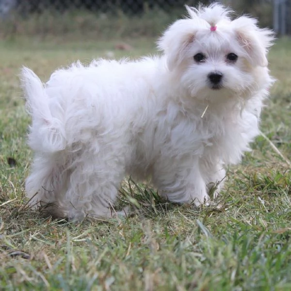 Maltese media (cuccioli maschio e femmina)