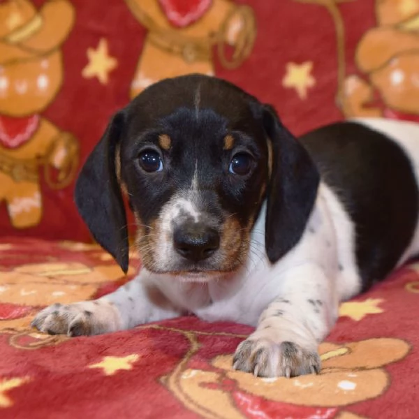 Bassotto (cuccioli maschio e femmina)