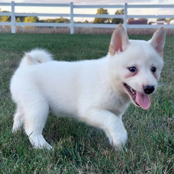 Shiba Inu  (cuccioli maschio e femmina)