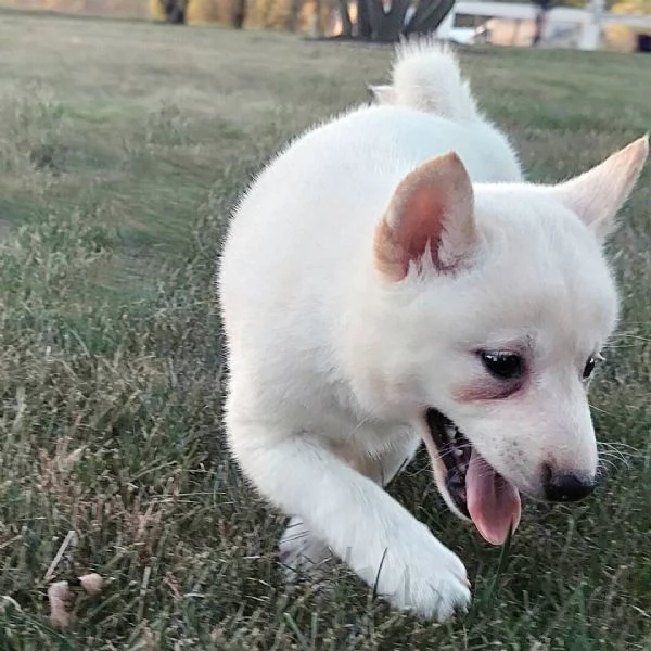 Shiba Inu  (cuccioli maschio e femmina) | Foto 0