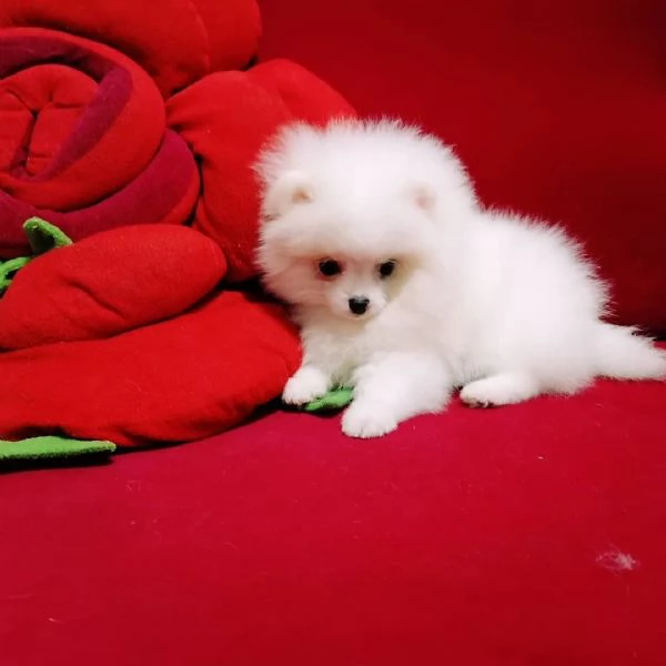 Pomeranian Toy (cuccioli maschio e femmina) | Foto 1