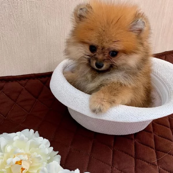 Pomeranian toy (cuccioli maschio e femmina) | Foto 1