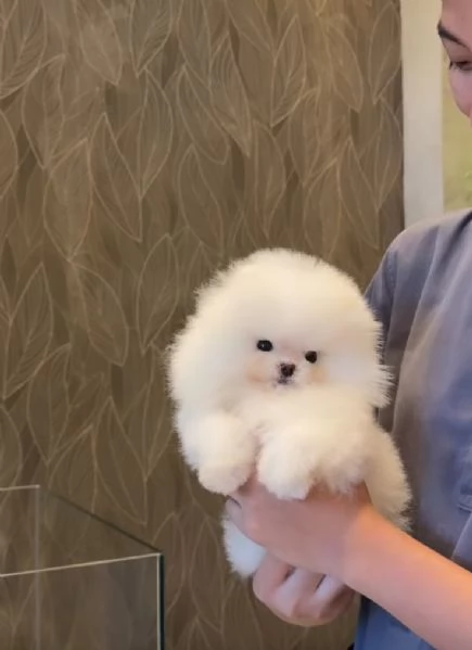 Pomeranian toy (cuccioli maschio e femmina)