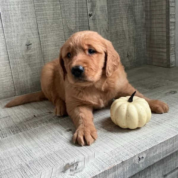 Adorabile Golden Retriever in cerca di casa