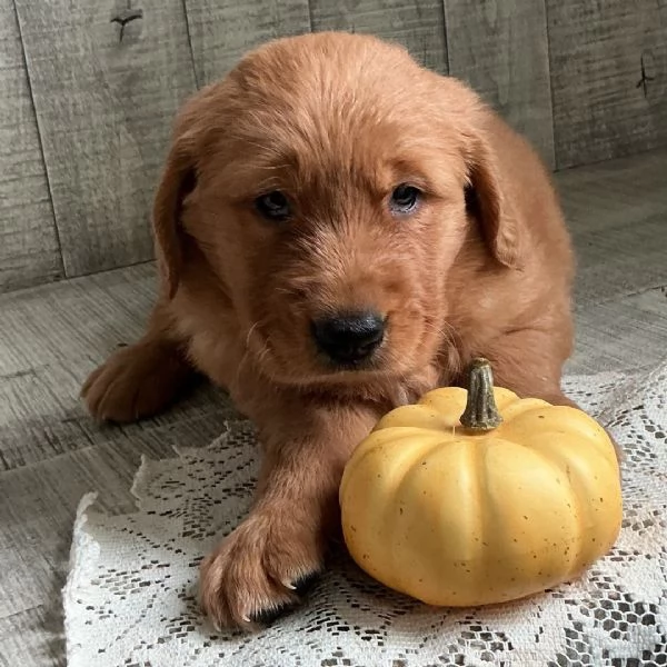 Adorabile Golden Retriever in cerca di casa | Foto 0