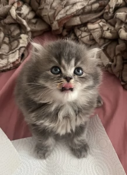 Tre gattini scottish e british (tutti di 5 settimane)