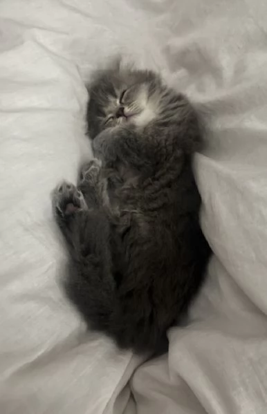 Tre gattini scottish e british (tutti di 5 settimane) | Foto 5