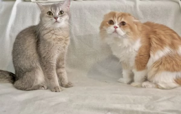 Tre gattini scottish e british (tutti di 5 settimane) | Foto 4