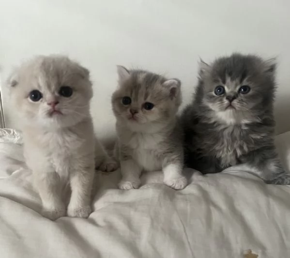 Tre gattini scottish e british (tutti di 5 settimane) | Foto 3