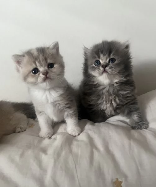 Tre gattini scottish e british (tutti di 5 settimane) | Foto 1