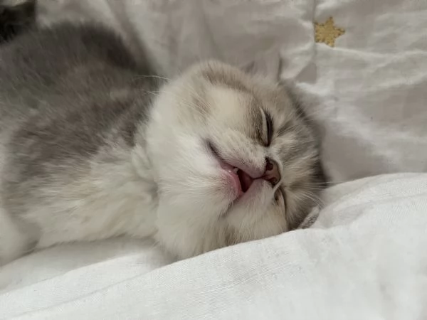 Tre gattini scottish e british (tutti di 5 settimane) | Foto 0