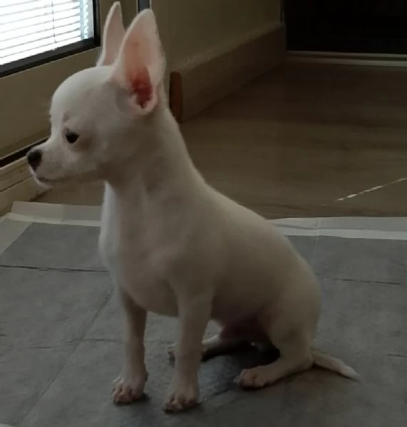 Cucciolo di chihuahua 