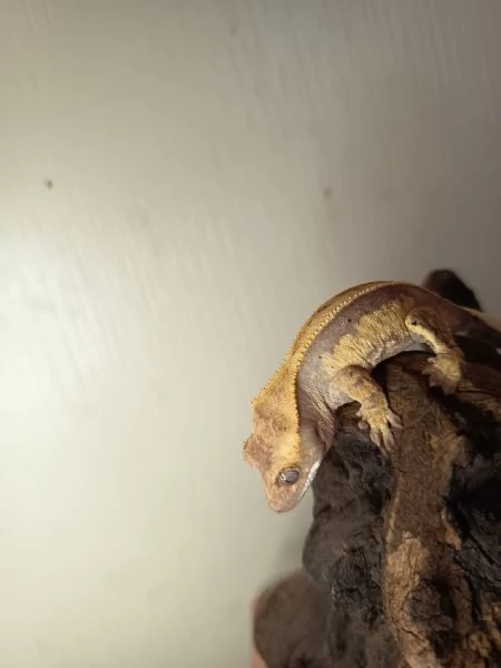 Geco ciliatus | Foto 1