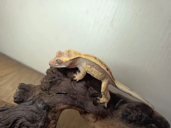 Geco ciliatus | Foto 0