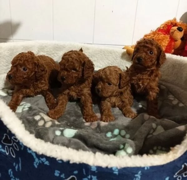 Cuccioli di barboncino maschi e femmine | Foto 2