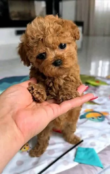 Cuccioli di barboncino maschi e femmine | Foto 1