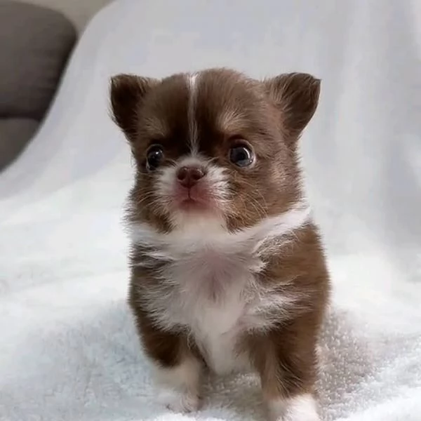 Chihuahua-mini | Foto 2