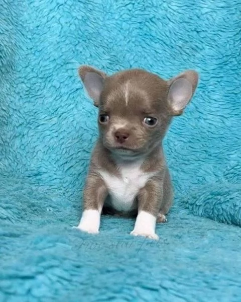 Chihuahua-mini | Foto 1