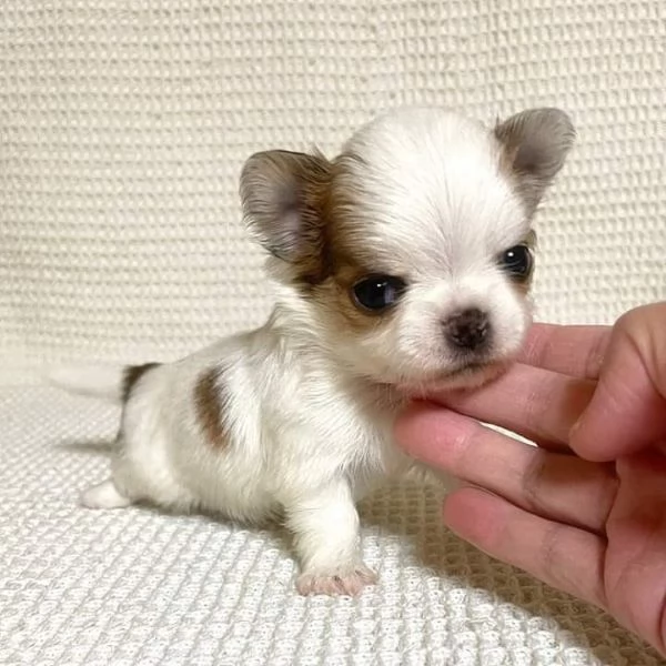 Chihuahua-mini