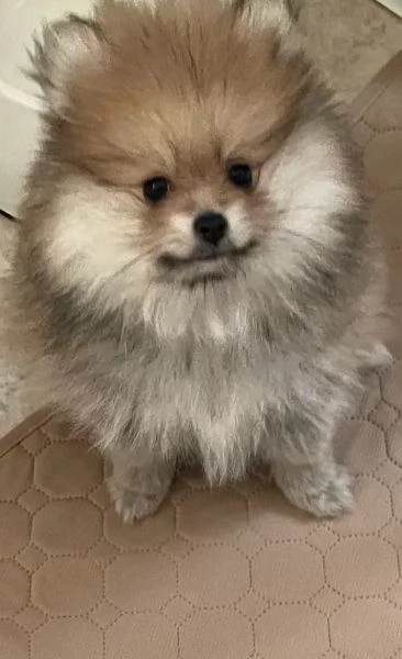 Pomerania Spriz cucciolina bellissima 