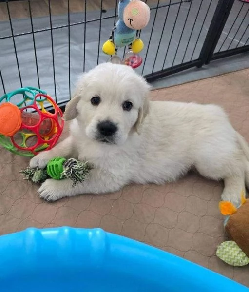 Due cuccioli di Golden Retriever ti aspettano! | Foto 0