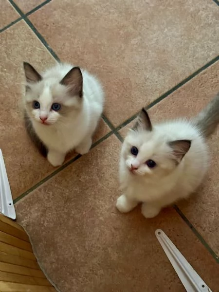 cuccioli ragdoll