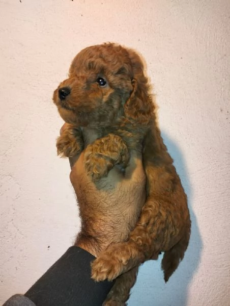 Cuccioli di barboncino