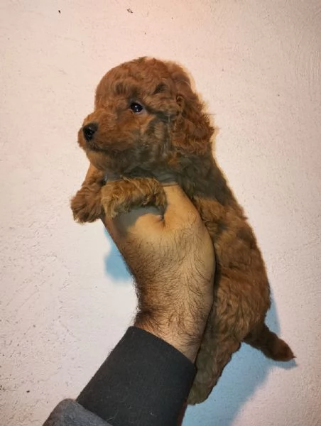 Cuccioli di barboncino | Foto 3