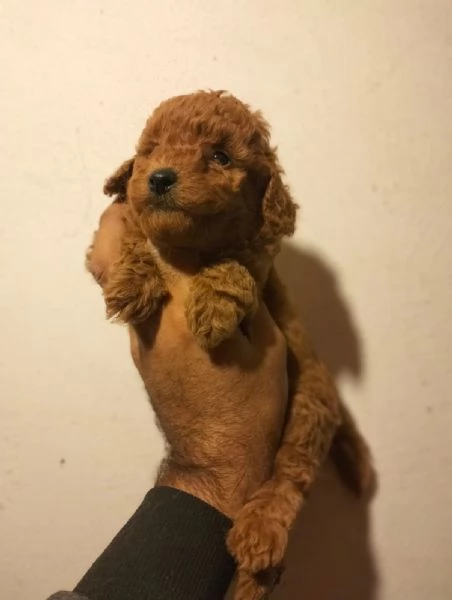 Cuccioli di barboncino | Foto 0