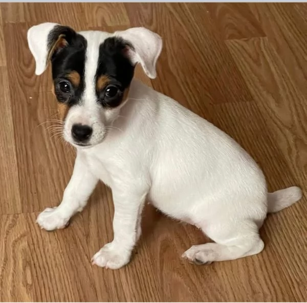 Jack Russell (cuccioli maschio e femmina) | Foto 0