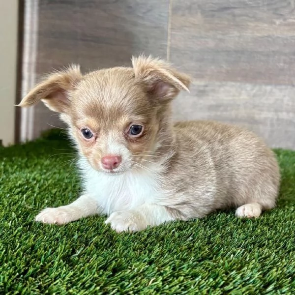 Chihuahua Toy (cuccioli maschio e femmina) | Foto 0