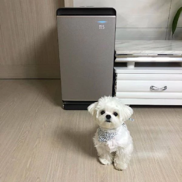 Maltese toy (cuccioli maschio e femmina) | Foto 0