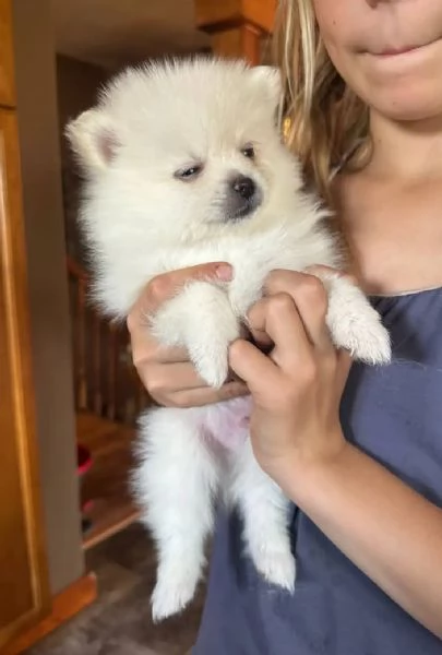 Valpino Pomeranian toy (cuccioli maschio e femmina)