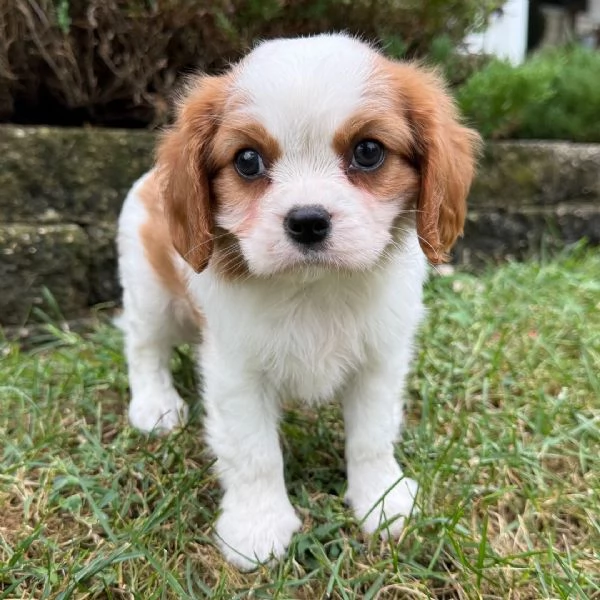 Cavalier King Charles (cuccioli maschio e femmina)