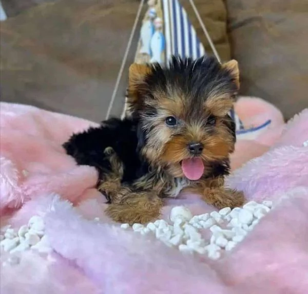Yorkie (cuccioli maschio e femmina) | Foto 0