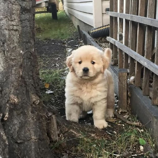 Golden Retriever (cuccioli maschio e femmina) | Foto 1