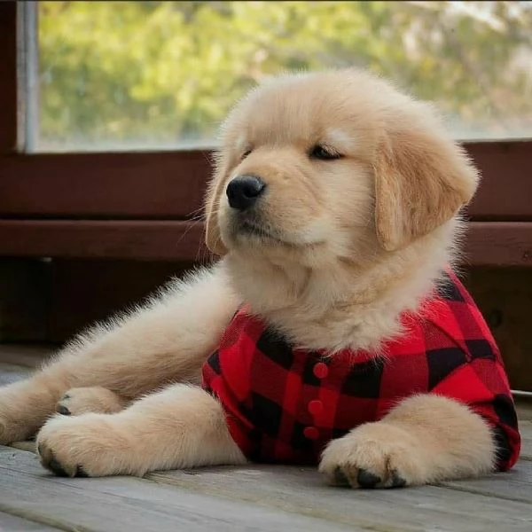 Golden Retriever (cuccioli maschio e femmina) | Foto 0