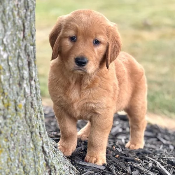 Golden Retriever (cuccioli maschio e femmina)