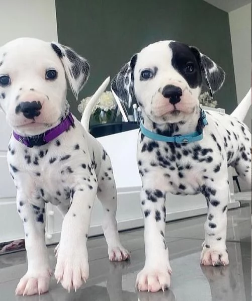 Dalmata (cuccioli maschio e femmina)